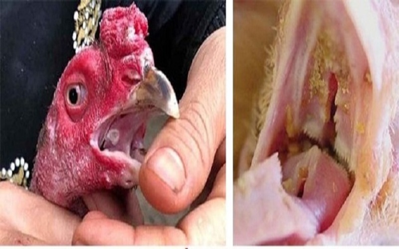 Bệnh nấm họng ở gà chiến là một căn bệnh nguy hiểm